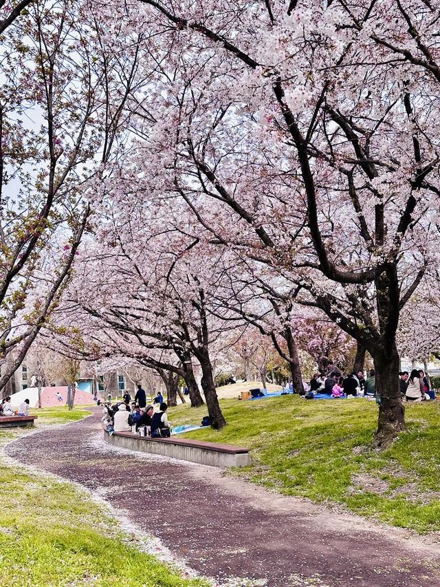 Spring’s Gentle Embrace in the Heart of Saga