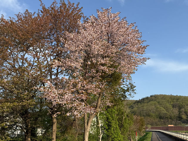 Shibazakura Viewing