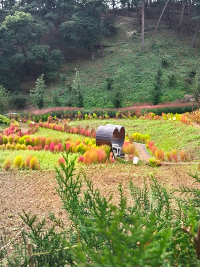 미세먼지차단삼척숲_💚삼척 인의예지림