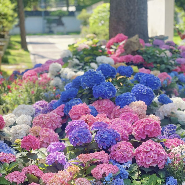 ～繡球花下～東莞人民公園～