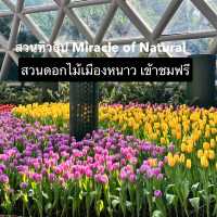 สวนทิวลิป Miracle of Natural ระยอง 