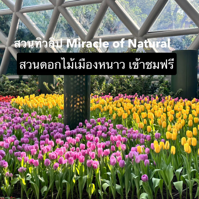 สวนทิวลิป Miracle of Natural ระยอง 