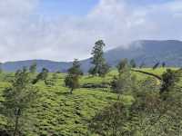 Green Pastures and Cool Breeze #Nuwareliya