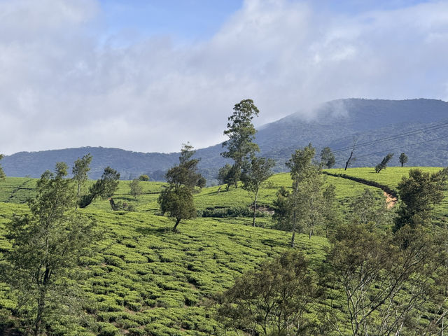 Green Pastures and Cool Breeze #Nuwareliya