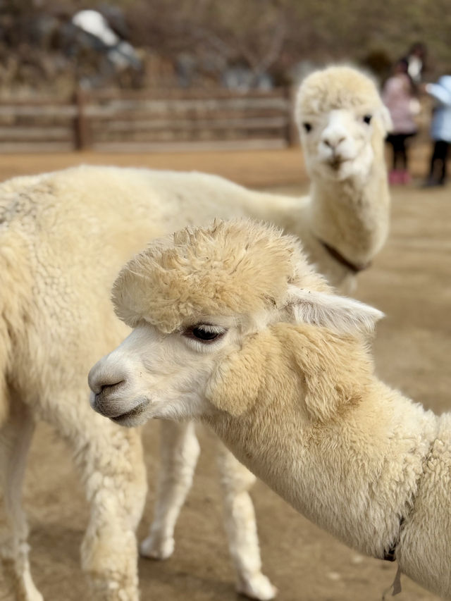 A Fluffy Adventure in the Hills of Alpaca World