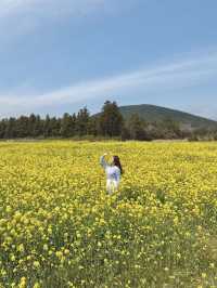 🇰🇷濟州春季限定🌷鬱金香花海