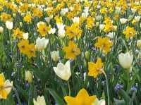 Keukenhof: A Dreamlike Stroll Through Spring’s Finest