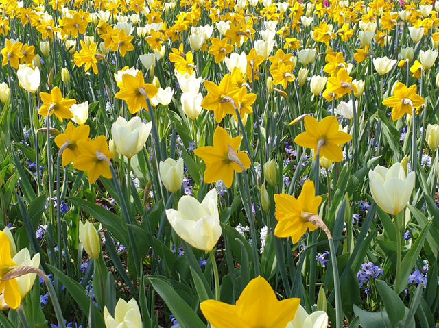 Keukenhof: A Dreamlike Stroll Through Spring’s Finest
