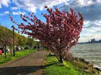 Riverside Park, New York City – Evening Walk Along the Hudson with Cherry Trees