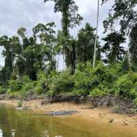 Daintree Rainforest – QLD