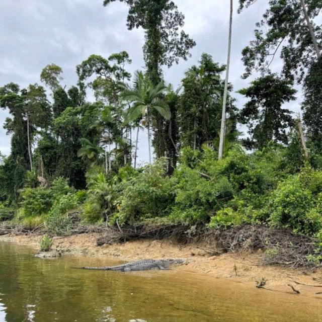 Daintree Rainforest – QLD