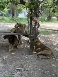 北碧府野生動物園