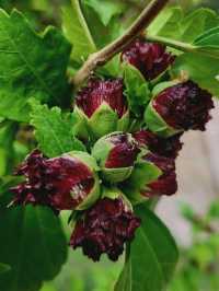 Tbilisi Botanical Garden – Nature’s Secret in the Heart of the City