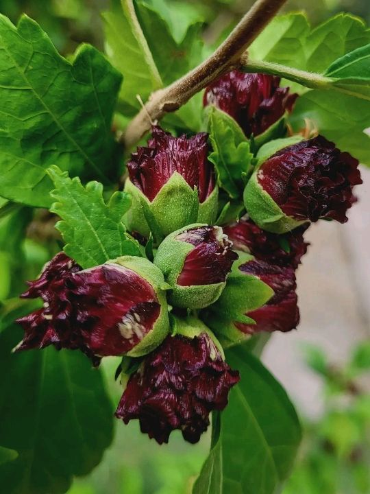 Tbilisi Botanical Garden – Nature’s Secret in the Heart of the City