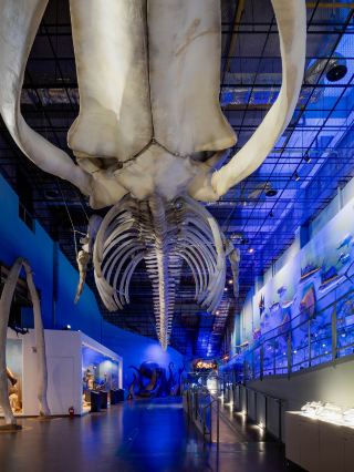 Ttangkkeut Marine Natural History Museum