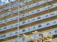 一生人必去的目黑川櫻花祭！