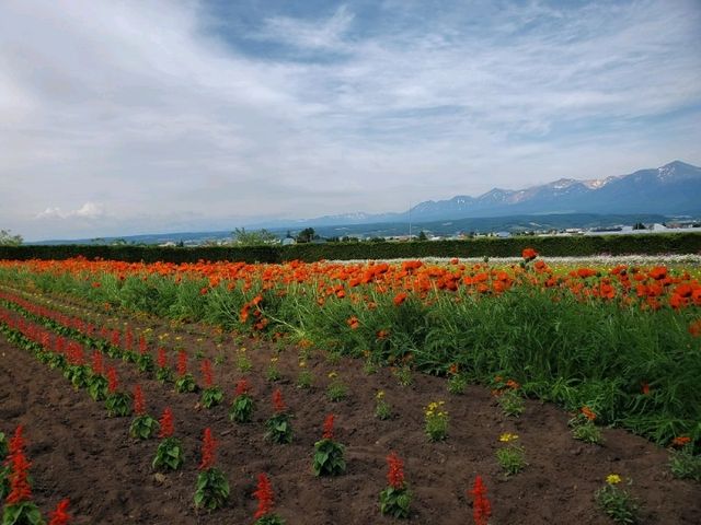 美瑛富良野非自駕一日遊🚶‍♂️🚍🚊 (旭川出發）
