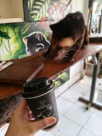 🇮🇩Have you tried Civet Poop Coffee?💩Luwak Coffee