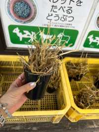 日本親子遊🇯🇵東京近郊，放羊體驗，千本松牧場🐴🐰🐄🐃🐑