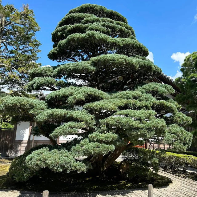 京都 💕 銀閣寺！哲學之道，邂逅日式之美