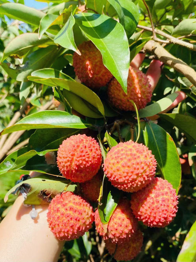 珠海｜夢境般荷花盛開的6月天🪷💓