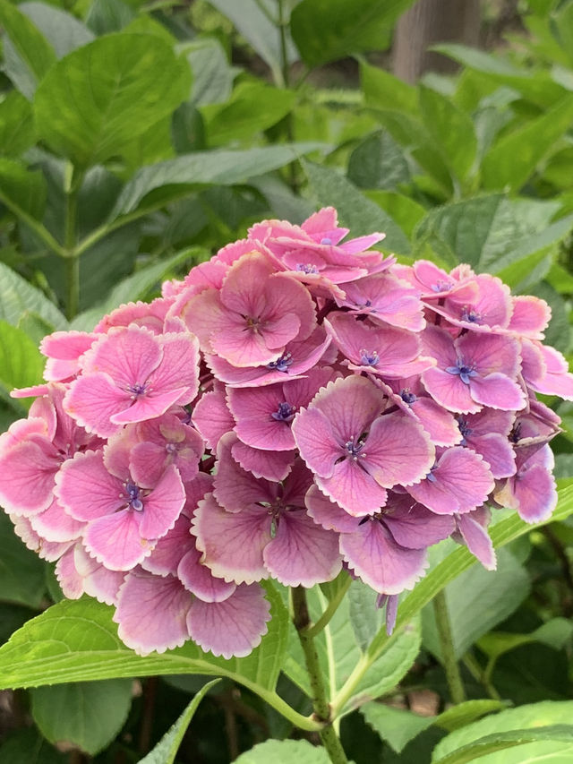 【京都🇯🇵】あじさい寺へ💐
