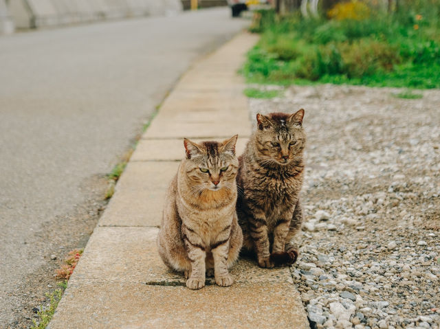เราจะพาไปเกาะที่มีประชากรแมวมากกว่าร้อยตัว🐈