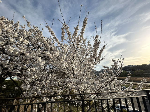 春天流經河畔的樣子🌸 清州無心川櫻花步道的靜謐與浪漫