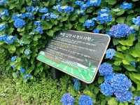 😎 여름 날의 🫖 오설록 티뮤지엄 그리고 수국