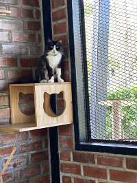 Taman Kuching Cyberjaya: Where Cats Rule & Vibes Are Chill 