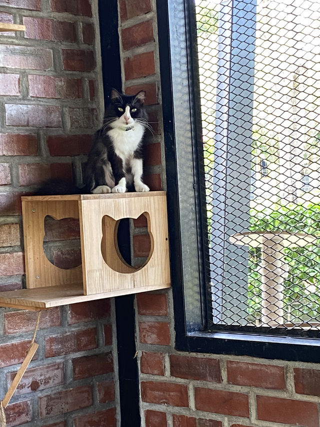Taman Kuching Cyberjaya: Where Cats Rule & Vibes Are Chill 