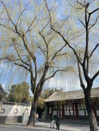 เที่ยวพระราชวังฤดูร้อน ปักกิ่ง ในเดือนมีนาคม