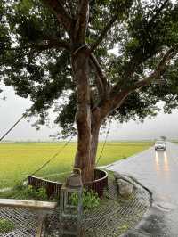 💦雨天版伯朗大道｜金城武樹水鏡奇景 ，其實遺憾也是旅途的一部分！