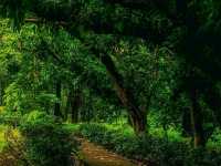 National Botanical Garden, Dhaka: A Calm Green Escape 
