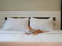 อัมพวา คาซ่า ปลาทู ที่พัก Pet friendly !!