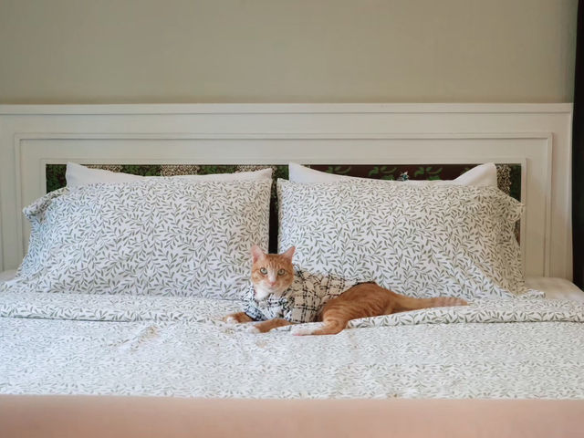อัมพวา คาซ่า ปลาทู ที่พัก Pet friendly !!