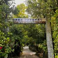 【沖縄・本部町】まるでジブリの世界。時が止まる緑のトンネル「備瀬のフクギ並木」で癒しの休日