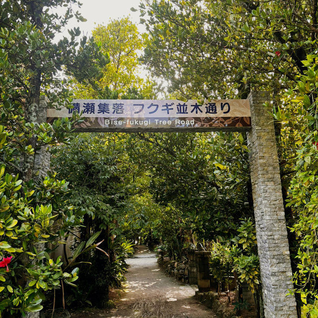 【沖縄・本部町】まるでジブリの世界。時が止まる緑のトンネル「備瀬のフクギ並木」で癒しの休日
