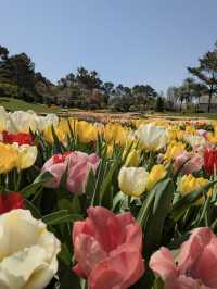  【宮崎】四季の花と光の魔法🌸フローランテ宮崎で癒しの