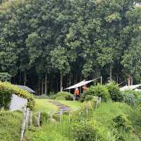 🌿 TATA Chiang Dao Cafe, Restaurant & Farm 