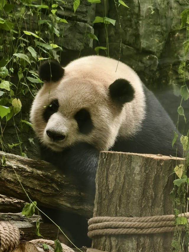 熊貓谷