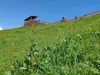 The Beauty and the Queue at Sky Grassland: Guides Need Smart Scheduling