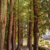Ayang Waterfall: Daegu’s Urban Oasis – A Solo Traveler’s Refreshing Escape"** 🌊🏙️  