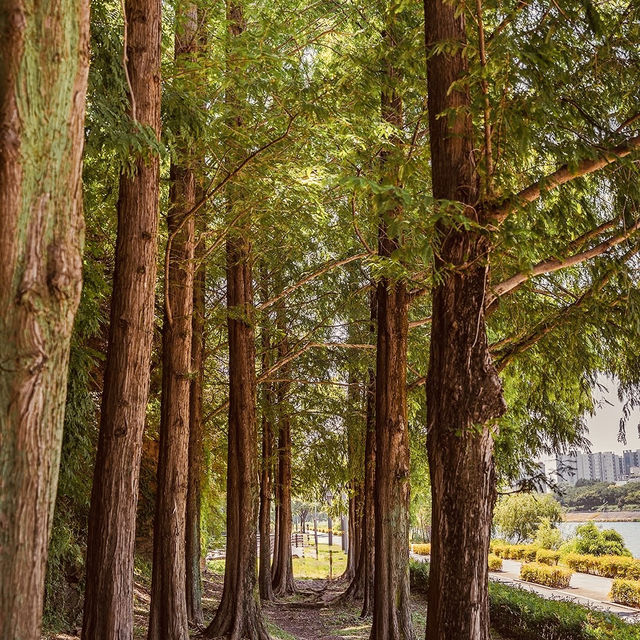Ayang Waterfall: Daegu’s Urban Oasis – A Solo Traveler’s Refreshing Escape"** 🌊🏙️  