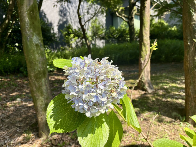 熊本秘境-漫步加勢川步道