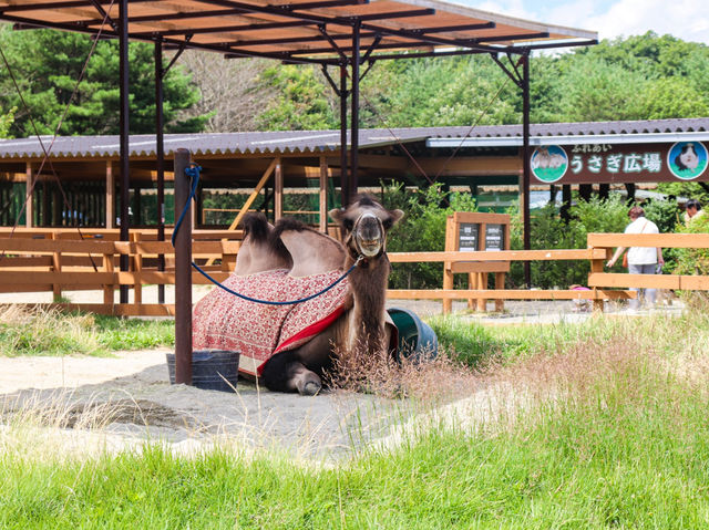 【栃木県】 那須の雄大な自然に暮らす動物たちの王国『那須どうぶつ王国』