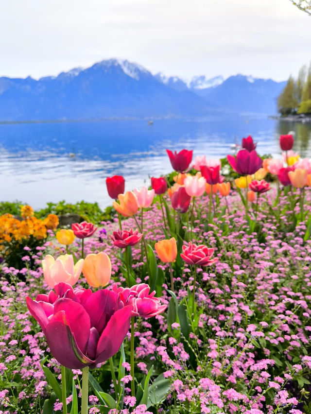 🇨🇭Montreux | A Fairytale Spring by Lake Geneva 