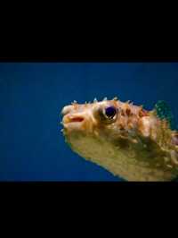 🐠海響館｜フグの街・下関ならではのユニークな水族館体験！