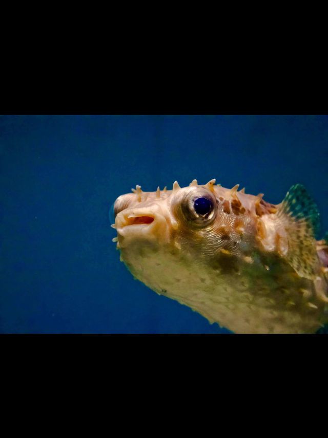 🐠海響館｜フグの街・下関ならではのユニークな水族館体験！