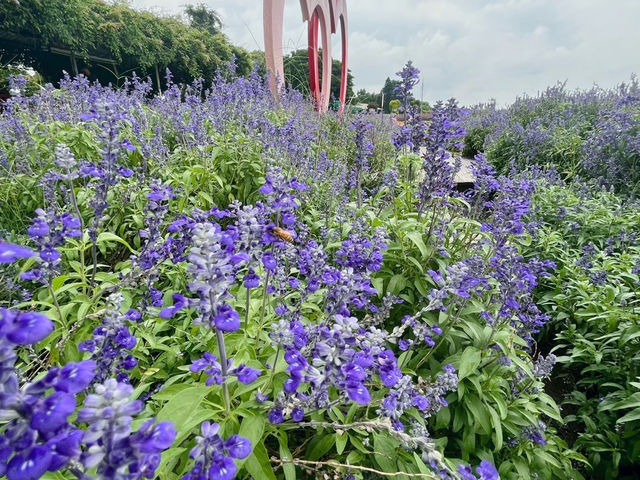 台灣台中后里-中社觀光花市🌼 台灣台中后里-中社觀光花市🌼